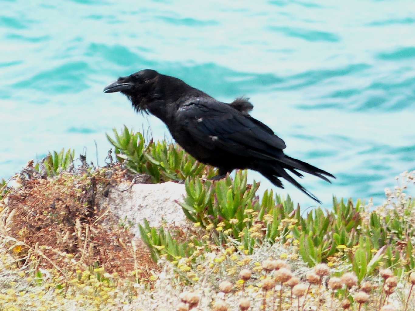 Corvo imperiale sulla scogliera